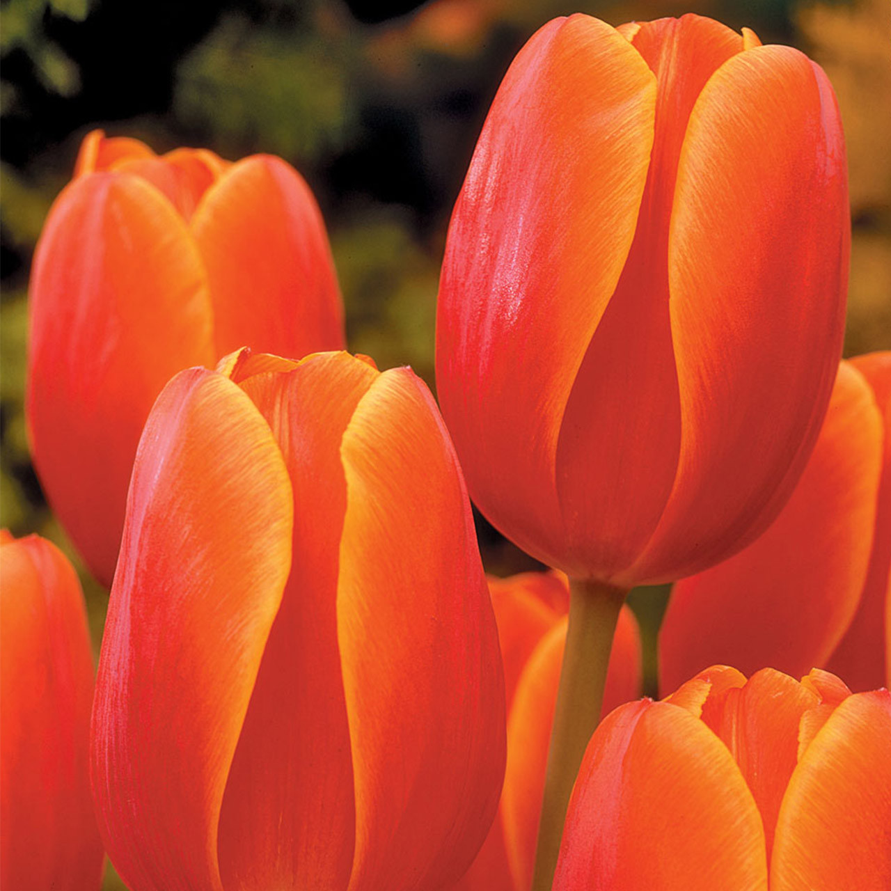 Referencia de tulipán Ad Rem