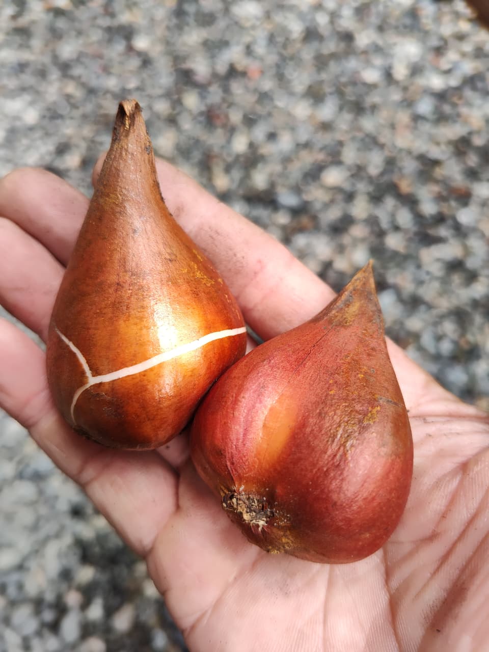 Bulbos de tulipán seleccionados a mano