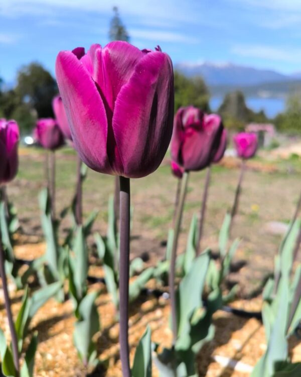 Tulipán Bullit