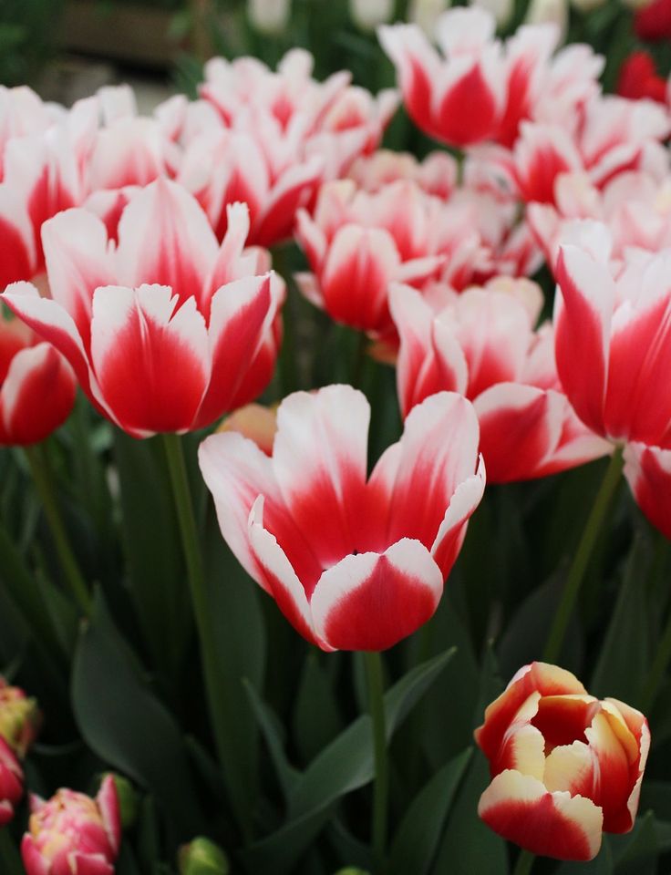 Referencia de tulipán Delta Queen