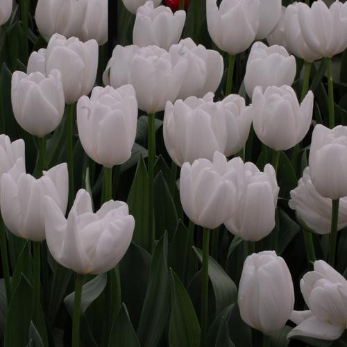 Referencia de tulipán Lanka