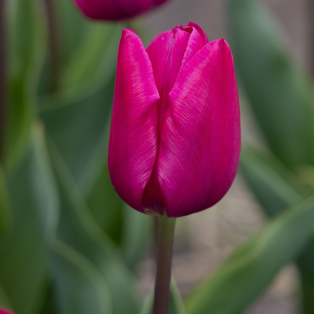 Referencia de tulipán Pink Ardour