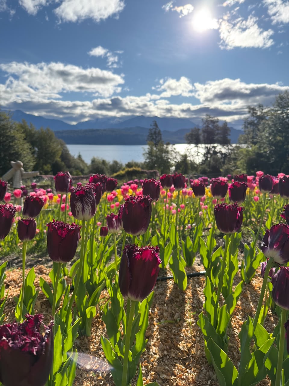 Floración de Andes Tulipanes en Villa La Angostura