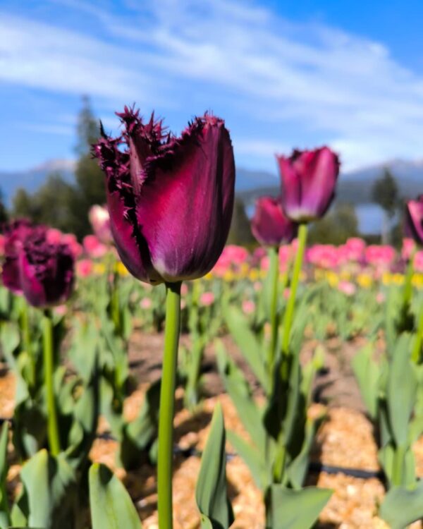 Tulipán Purple Crystal