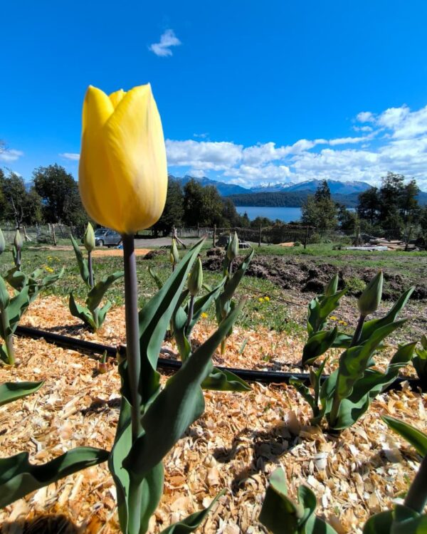 Tulipán Strong Gold
