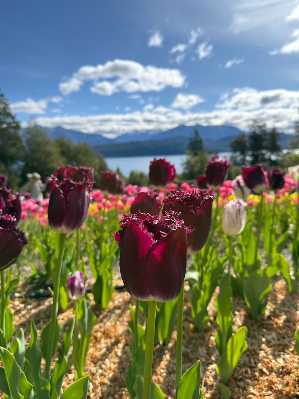 Tulipanes cultivados en Villa La Angostura